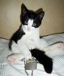 Gato